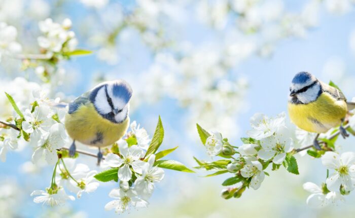 Spring blue tits in tree