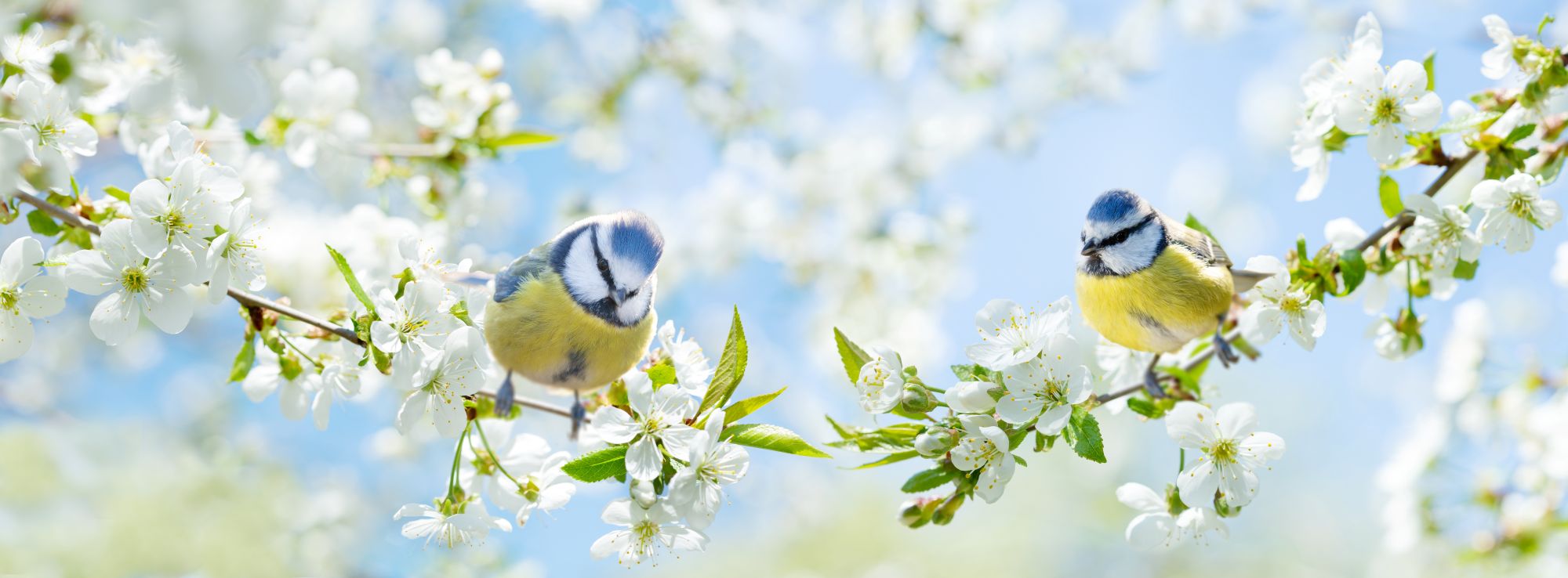 Spring blue tits in tree